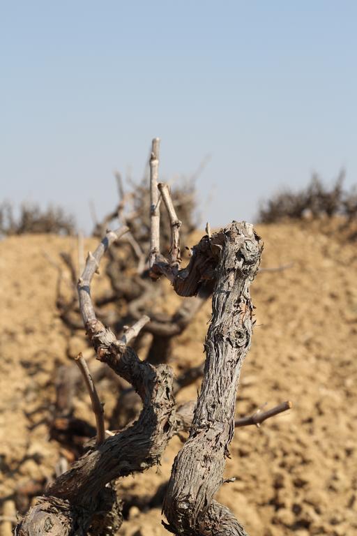 Wine & Cooking Penedes 3*